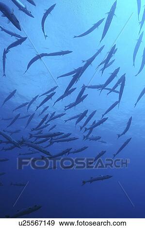 Great Barracuda (Sphyraena barracuda) Schooling Barracuda in curve. French Polynesia, Southern Pacific Ocean View Large Photo Image Stock Photo - Great Barracuda (Sphyraena barracuda) Schooling Barracuda in curve. French Polynesia, Southern Pacific Ocean. Fotosearch