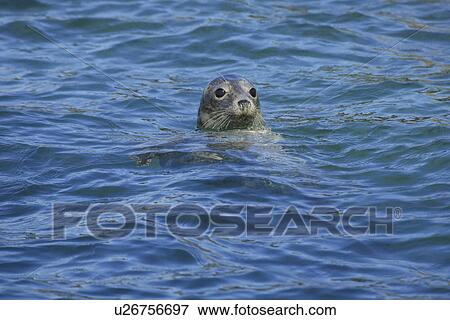 Grey Seal (Halichoerus grypus), female. Pembrokeshire, Wales, UK View Large Photo Image Stock Photo - Grey Seal (Halichoerus grypus), female. Pembrokeshire, Wales, UK. Fotosearch