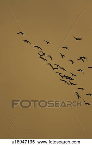 Stock Photography - Greylag Goose (Anser anser) in formation. Argyll, Scotland, UK. Fotosearch