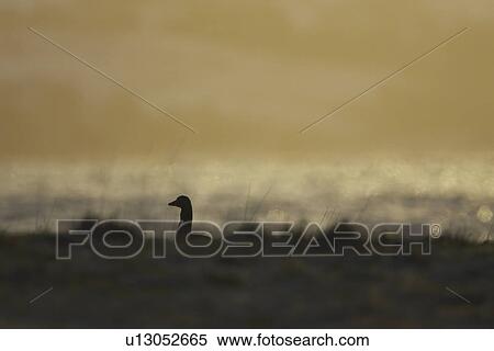 Stock Photography - Greylag Goose (Anser anser), silhouetted against early morning sun while feeding in long beach grass. Argyll, Scotland, UK. Fotosearch