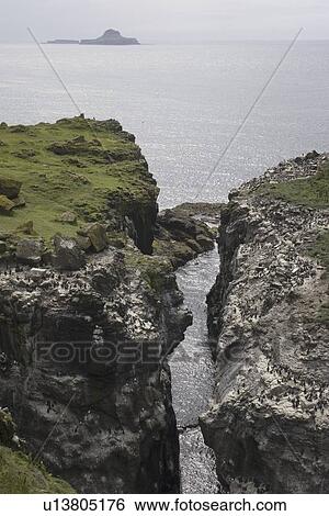 Stock Photograph - Guillemot (Uria aalge) and razorbill (Alca torda) colonies on Harp Rock, Lunga. Dutchman's Cap in background. Hebrides, Scotland. Fotosearch