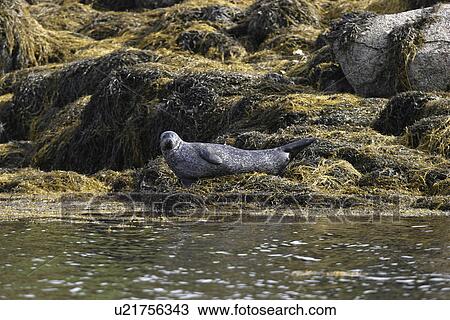 Harbour / Common seal (Phoca vitulina). NE Scotland View Large Photo Image Stock Image - Harbour / Common seal (Phoca vitulina). NE Scotland. Fotosearch