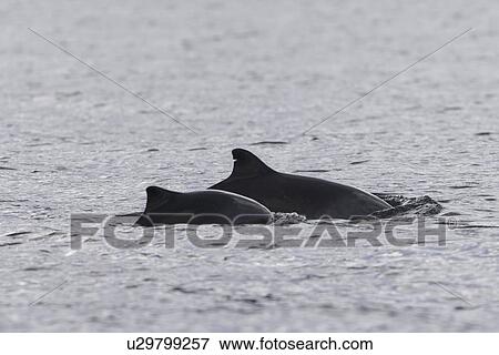 Harbour porpoise (Phocoena phocoena). A mother and calf pair, the mother showing that photo id of porpoises may well be possible. Hebrides, Scotland View Large Photo Image Stock Photo - Harbour porpoise (Phocoena phocoena). A mother and calf pair, the mother showing that photo id of porpoises may well be possible. Hebrides, Scotland. Fotosearch
