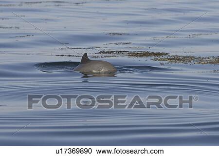 Harbour porpoise (Phocoena phocoena). The west coast of Scotland remains a stronghold for the porpoise where it is far less likely to fall victim to fishery by catch. Hebrides, Scotland View Large Photo Image Stock Image - Harbour porpoise (Phocoena phocoena). The west coast of Scotland remains a stronghold for the porpoise where it is far less likely to fall victim to fishery by catch. Hebrides, Scotland. Fotosearch