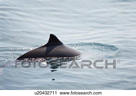 Stock Image - Harbour porpoise (Phocoena phocoena) showing characteristic triangular dorsal fin. Hebrides, Scotland . Fotosearch