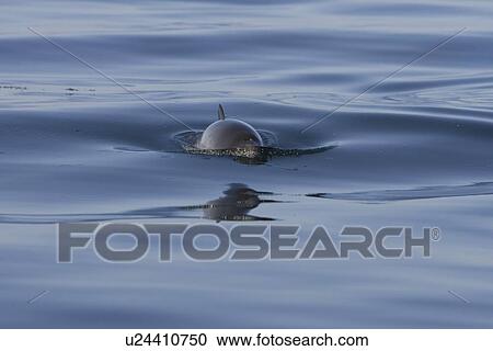 Stock Image - Harbour porpoise (Phocoena phocoena). The west coast of Scotland remains a stronghold for the porpoise where it is far less likely to fall victim to fishery bycatch. Hebrides, Scotland. Fotosearch