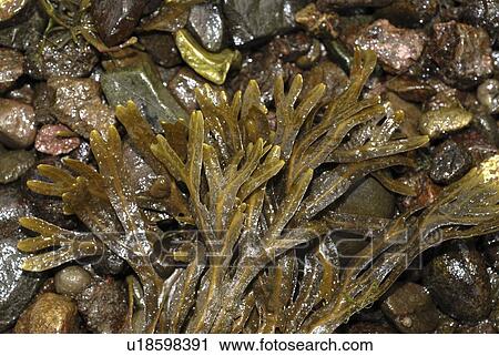 Stock Image - Horned Wrack (Fucus ceranoides), large species of wrack with distinctive horned tips and olive green in colour, St Abbs, Scotland, UK North Sea. Fotosearch
