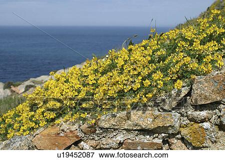 Horseshoe Vetch, Jersey, British Isles View Large Photo Image Stock Photo - Horseshoe Vetch, Jersey, British Isles. Fotosearch