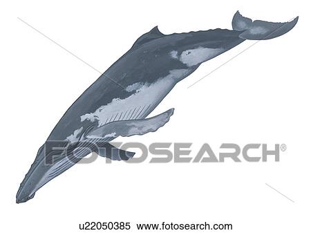 Stock Photography - Illustration of a Humpback whale (Megaptera novaeangliae) showing characteristic shape and markings.. Fotosearch