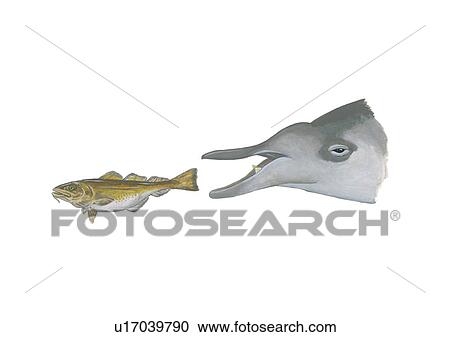 Stock Image - Illustration of a Sowerby's beaked whale (Mesoplodon bidens) catching a fish and showing characteristic position of enlarged teeth on all males. . Fotosearch