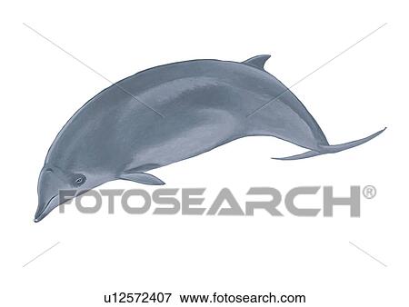Stock Photo - Illustration of a True's beaked whale (Mesoplodon mirus) showing characteristic shape and markings. . Fotosearch