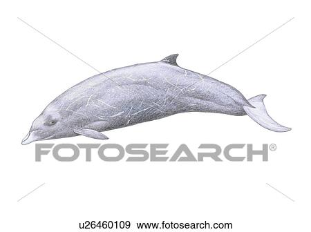 Stock Photo - Illustration of Andrew's beaked whale(Mesoplodon bowdoini) showing characteristic shape and markings. Fotosearch
