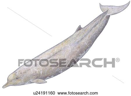 Stock Image - Illustration of Baird's beaked whale (Berardius bairdii) showing characteristic shape and markings. Fotosearch