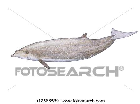 Stock Photo - Illustration of Blainville's beaked whale(Mesoplodon densirostris) showing characteristic shape and markings. Fotosearch