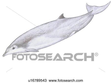 Stock Image - Illustration of Gervais' beaked whale(Mesoplodon europaeus) showing characteristic shape and markings. Fotosearch