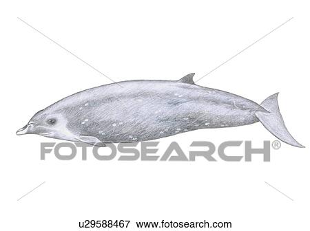 Stock Photo - Illustration of Gingko-toothed beaked whale(Mesoplodon ginkgodens) showing characteristic shape and markings. Fotosearch