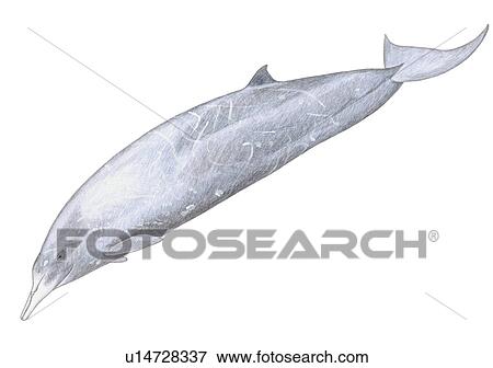 Stock Photo - Illustration of Gray's beaked whale(Mesoplodon grayi) showing characteristic shape and markings. Fotosearch