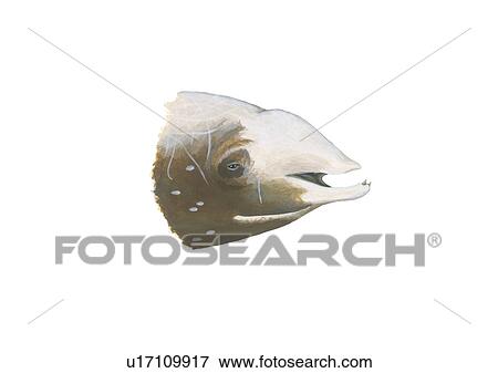 Stock Photo - Illustration of head of a Cuvier's beaked whale (Ziphius cavirostris) showing characteristic position of teeth position and markings. . Fotosearch