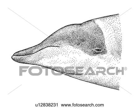 Stock Image - Illustration of head profile of female Stejneger's beaked whale(Mesoplodon stejnegeri) showing characteristic shape and markings. Fotosearch