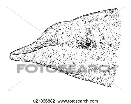 Illustration of head profile of female Hubb's beaked whale(Mesoplodon carlhubbsi) showing characteristic shape and markings View Large Photo Image Stock Image - Illustration of head profile of female Hubb's beaked whale(Mesoplodon carlhubbsi) showing characteristic shape and markings. Fotosearch