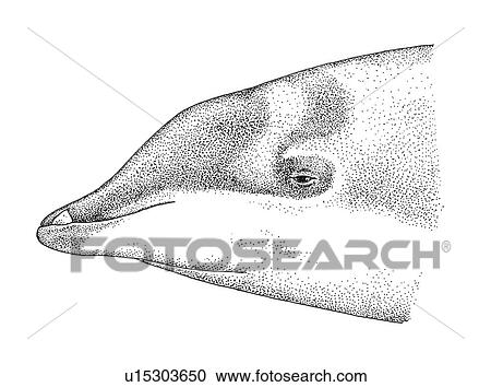 Stock Image - Illustration of head profile of male Perrin's beaked whale(Mesoplodon perrini) showing characteristic shape and markings. Fotosearch