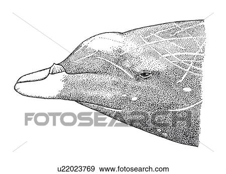 Stock Photo - Illustration of head profile of male Hubb's beaked whale(Mesoplodon carlhubbsi) showing characteristic tooth, shape and markings. Fotosearch