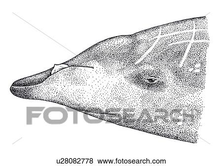Stock Photo - Illustration of head profile of male Stejneger's beaked whale(Mesoplodon stejnegeri) showing characteristic shape and markings. Fotosearch