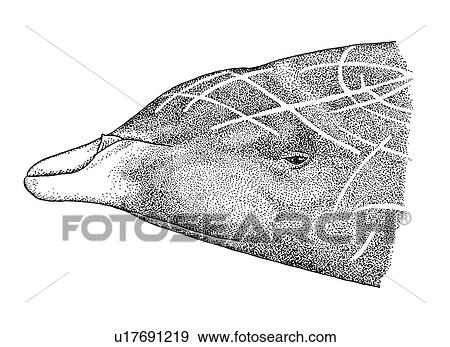 Stock Photo - Illustration of head profile of maleAndrew's beaked whale(Mesoplodon bowdoini) showing characteristic shape and markings. Fotosearch