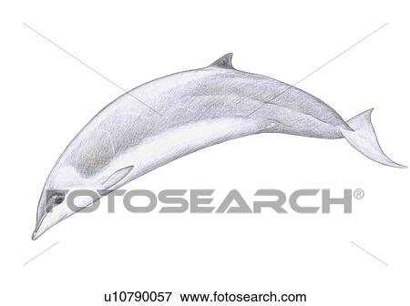 Stock Photo - Illustration of Hector's beaked whale(Mesoplodon hectori) showing characteristic shape and markings. Fotosearch