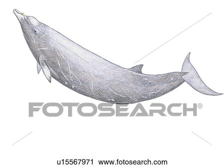 Stock Image - Illustration of Hubb's beaked whale(Mesoplodon carlhubbsi) showing characteristic shape and markings. Fotosearch