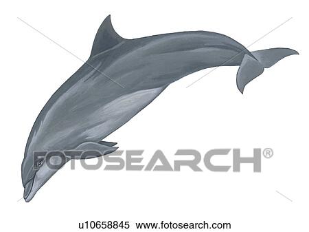 Stock Photography - Illustration of Indo-Pacific bottlenose dolphin (Tursiops aduncus) showing characteristic shape and markings. . Fotosearch