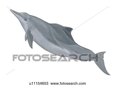 Stock Image - Illustration of Indo-Pacific humpback dolphin (Sousa chinensis) showing characteristic shape and shape and markings. . Fotosearch