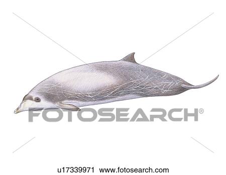 Stock Image - Illustration of Lesser / Peruvian / pygmy beaked whale(Mesoplodon peruvianus) showing characteristic shape and markings. Fotosearch