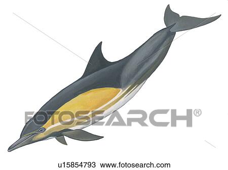 Illustration of Long-beaked common dolphin (Delphinus capensis) showing characteristic shape and markings. View Large Photo Image Stock Image - Illustration of Long-beaked common dolphin (Delphinus capensis) showing characteristic shape and markings. . Fotosearch