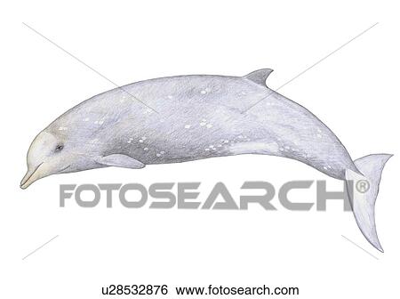 Illustration of Longman's beaked whale (Indopacetus pacificus) showing characteristic shape and markings View Large Photo Image Stock Photograph - Illustration of Longman's beaked whale (Indopacetus pacificus) showing characteristic shape and markings. Fotosearch