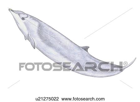 Illustration of Perrin's beaked whale(Mesoplodon perrini) showing characteristic shape and markings View Large Photo Image Stock Image - Illustration of Perrin's beaked whale(Mesoplodon perrini) showing characteristic shape and markings. Fotosearch
