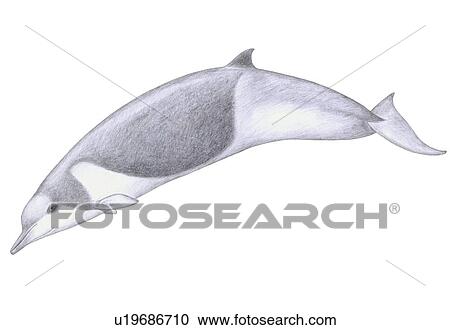 Illustration of Shepherd's / Tasman beaked whale(Tasmacetus shepherdi) showing characteristic shape and markings View Large Photo Image Stock Image - Illustration of Shepherd's / Tasman beaked whale(Tasmacetus shepherdi) showing characteristic shape and markings. Fotosearch