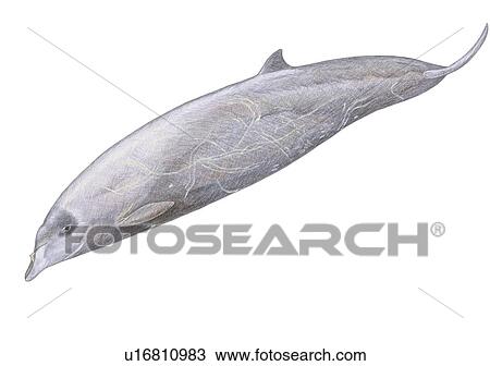 Stock Image - Illustration of Stejneger's beaked whale(Mesoplodon stejnegeri) showing characteristic shape and markings. Fotosearch