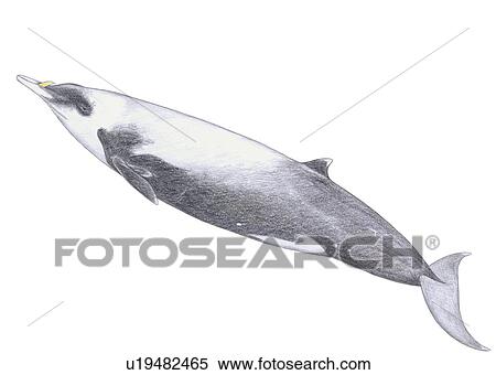 Stock Photography - Illustration of Strap-toothed beaked whale(Mesoplodon layardii) showing characteristic shape and markings. Fotosearch