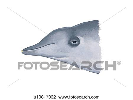 Stock Image - Illustration of the head of a True's beaked whale (Mesoplodon mirus) showing characteristic shape and position of teeth. . Fotosearch