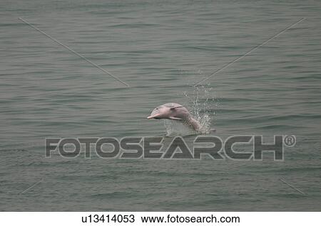 Stock Image - Indo-Pacific humpbacked dolphin (Sousa chinensis) breaching, Lantau Island, Hong Kong. Fotosearch