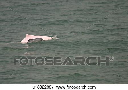 Indo-Pacific humpbacked dolphin (Sousa chinensis) mother (pink) and calf surfacing together, Lantau Island, Hong Kong View Large Photo Image Stock Photo - Indo-Pacific humpbacked dolphin (Sousa chinensis) mother (pink) and calf surfacing together, Lantau Island, Hong Kong. Fotosearch