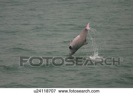 Stock Photo - Indo-Pacific humpbacked dolphin (Sousa chinensis) somersaulting, Lantau Island, Hong Kong. Fotosearch