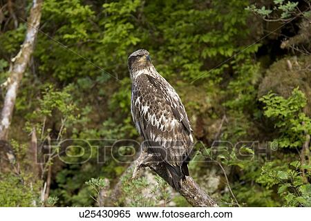 Juvenile bald eagle (Haliaeetus leucocephalus) in Takatz Bay on Baranof Island, Southeast Alaska, USA. Note the brown coloration of the juvenile bald eagle, it is five years until the characteristic white head and tail of the adult coloration takes place. View Large Photo Image Stock Photography - Juvenile bald eagle (Haliaeetus leucocephalus) in Takatz Bay on Baranof Island, Southeast Alaska, USA. Note the brown coloration of the juvenile bald eagle, it is five years until the characteristic white head and tail of the adult coloration takes place.. Fotosearch