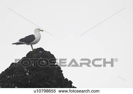 Kelp gull (Larus dominicanus) Brown Bluff, Antarctic Peninsula View Large Photo Image Stock Photography - Kelp gull (Larus dominicanus) Brown Bluff, Antarctic Peninsula. Fotosearch