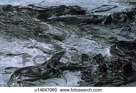 Kelp moved around in the surf. Auckland Island, Subantarctic New Zealand. View Large Photo Image Stock Image - Kelp moved around in the surf. Auckland Island, Subantarctic New Zealand.. Fotosearch