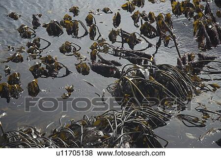 Stock Photo - Kelp plants on the shoreline (Laminaria hyperborea and Laminaria digitata), Holy Island, Berwick-upon-tweed, Northumberland, UK.. Fotosearch