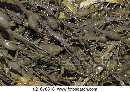 Stock Photo - Knotted Wrack (Ascophyllum nodosum), one of the largest wrack species with distinctive nodules, St Abbs, Scotland, UK NORTH SEA . Fotosearch