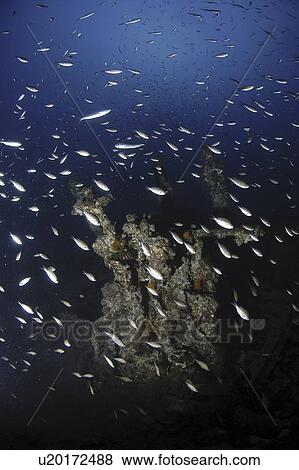Stock Photo - Large group of anthias, chromis and bogue over shipwreck Hellespont, Malta, Maltese Islands, Mediterranean . Fotosearch