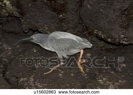 Stock Image - Lava heron (Butorides sundevalli). Galapagos.. Fotosearch